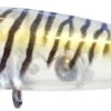 Palms Turn Pop 50 Surface Popper Lure